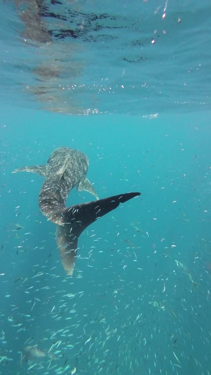 在泰国安达曼海游泳的幼鲸鲨视频素材