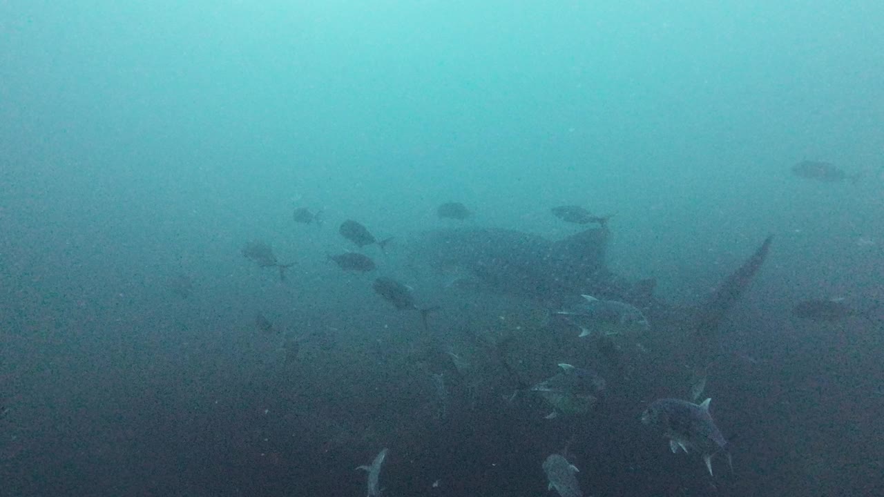 鲸鲨和充满活力的泰国海洋生物视频素材