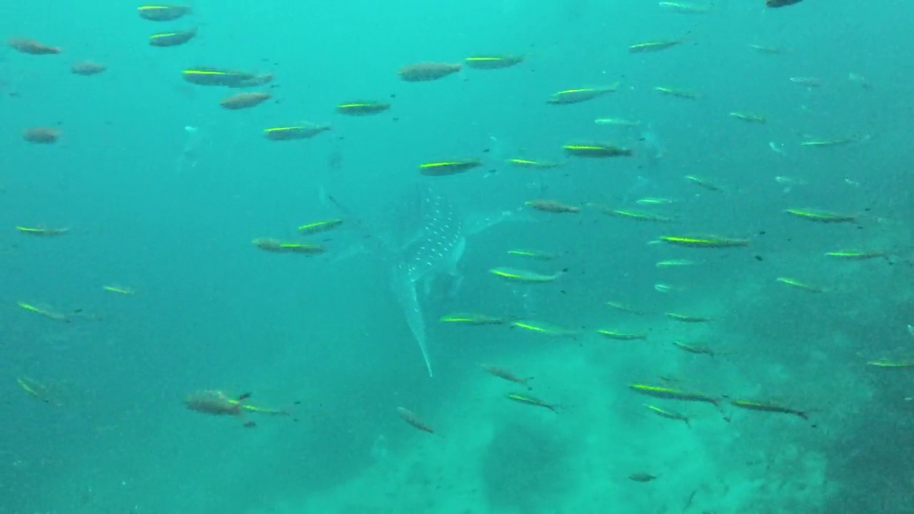 戴水肺的潜水员与难以捉摸的鲸鲨的邂逅视频素材