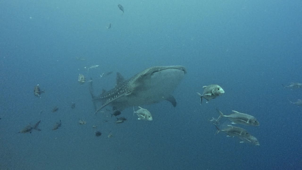 在泰国与鲸鲨一起冒险视频素材