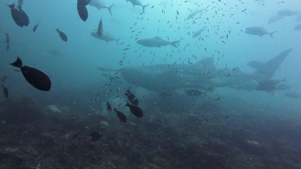 鲸鲨从潜水员身上游过去视频素材