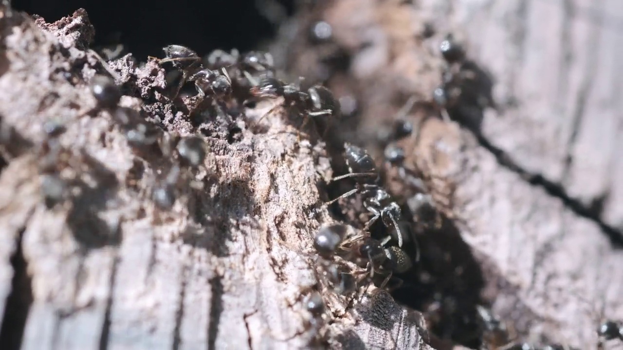 木头上有许多蚂蚁视频下载