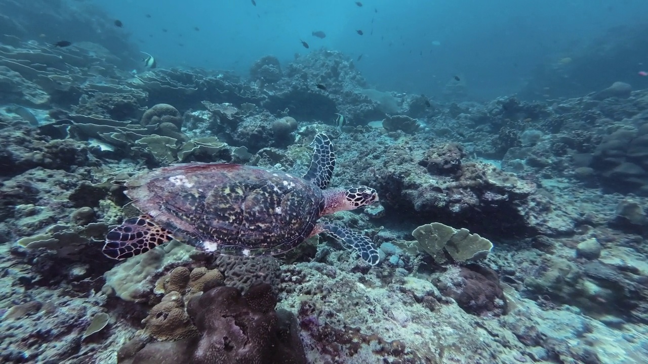 玳瑁龟:安达曼海保护的重要性视频素材