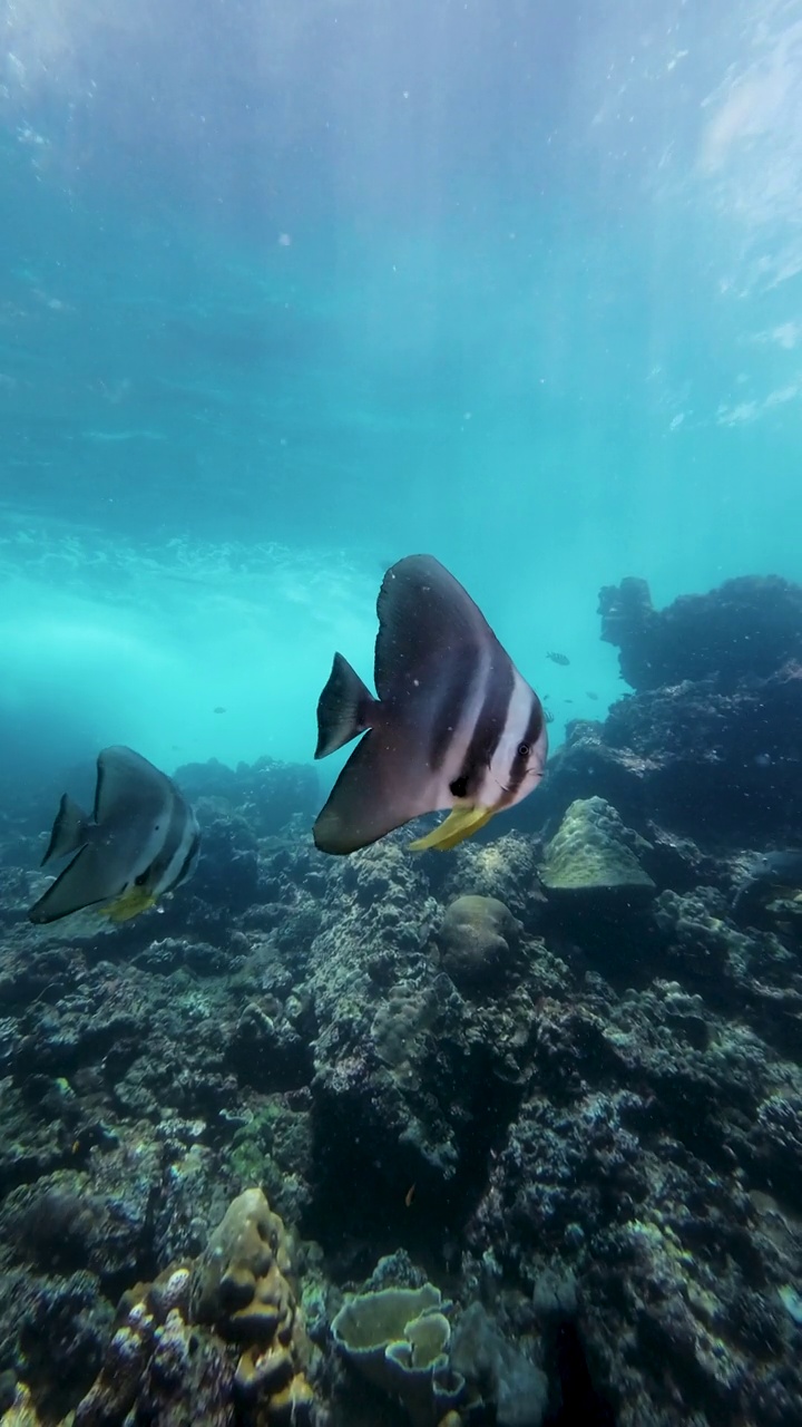 海底长鳍梭鱼(Platax teira)视频素材