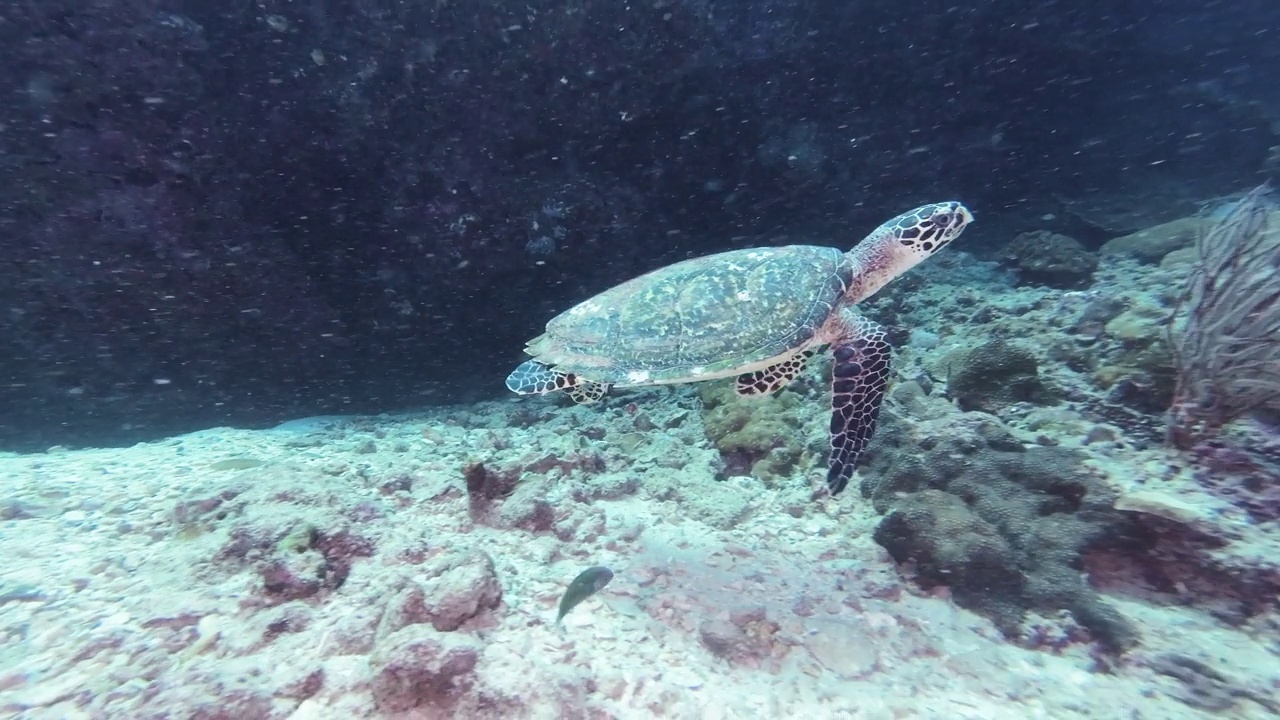 海洋玳瑁的野生动物保护视频素材