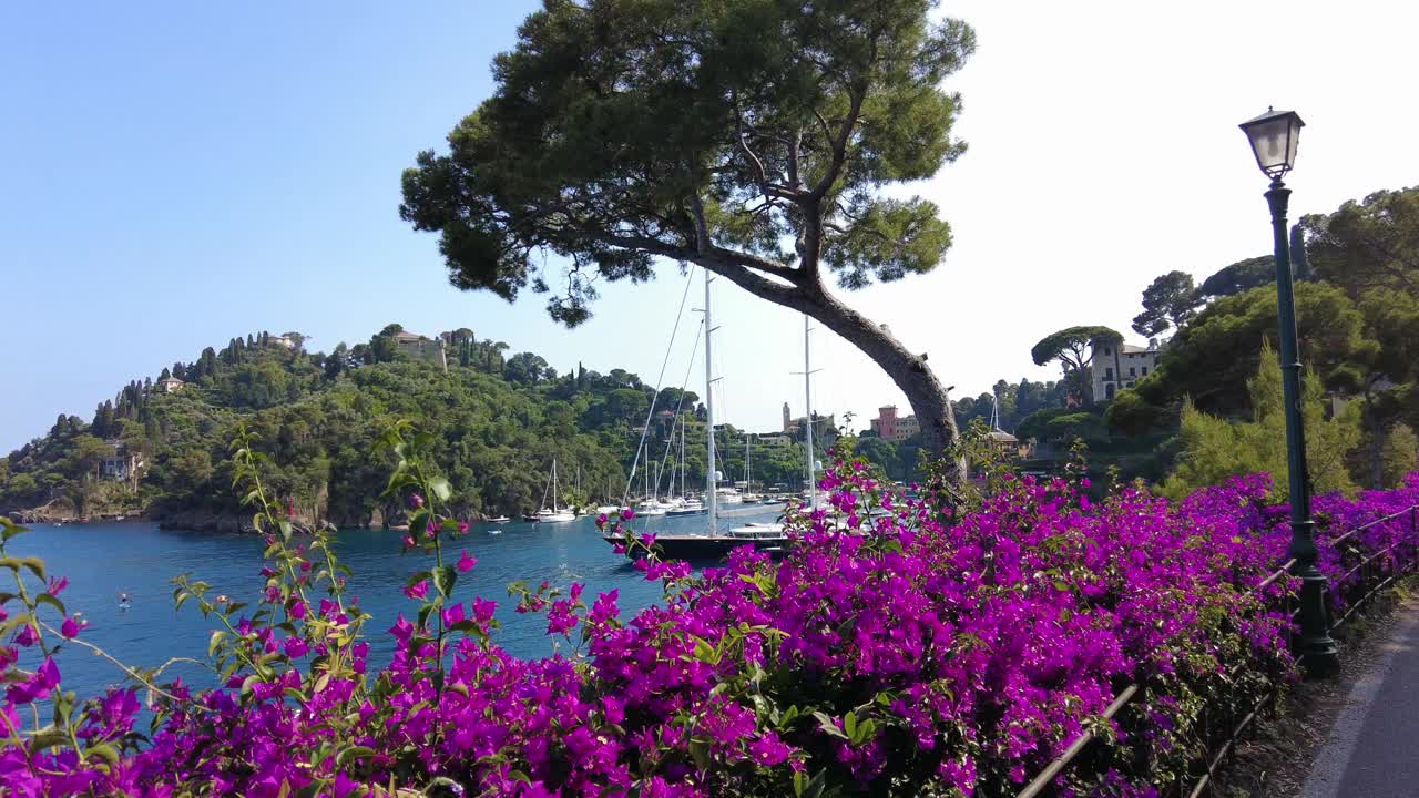 欧洲，意大利，波托菲诺——位于热那亚附近的提古利奥地中海国家自然保护区的波托菲诺湾——有船只和游艇的港口——有紫色九重葛的令人惊叹的自然视频下载