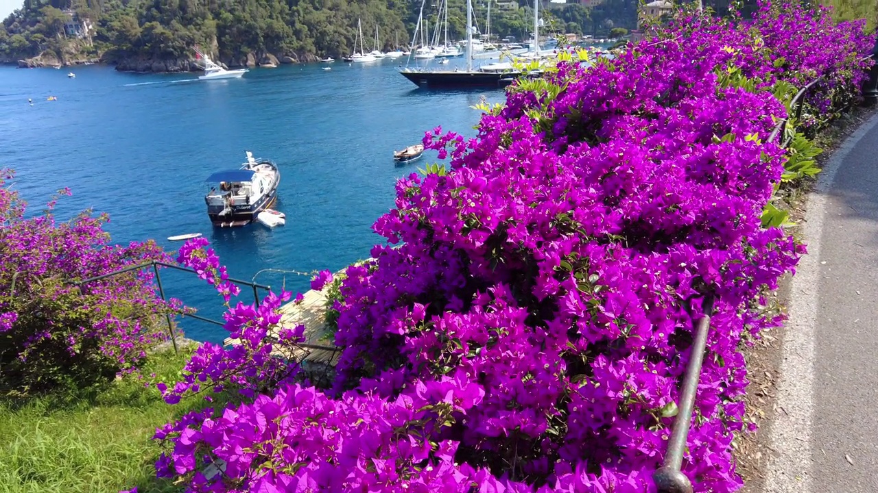 欧洲，意大利，波托菲诺——位于热那亚附近的提古利奥地中海国家自然保护区的波托菲诺湾——有船只和游艇的港口——有紫色九重葛的令人惊叹的自然视频下载