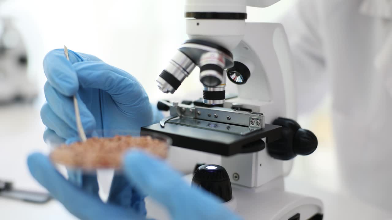 科学家研究员在显微镜下用勺子取荞麦视频下载