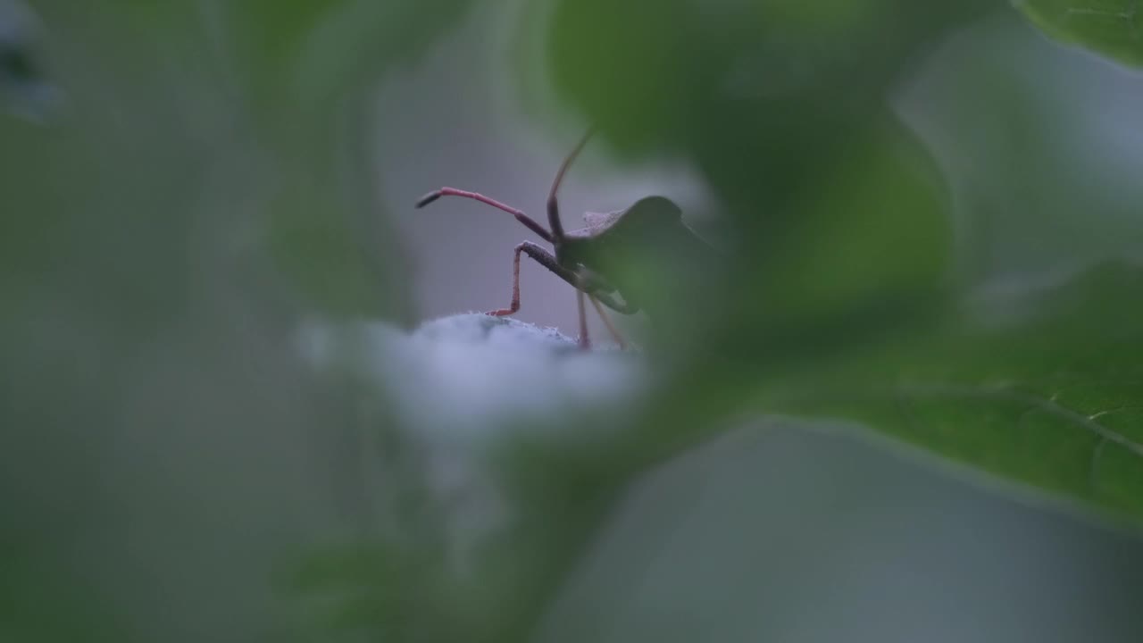 树叶里的虫子视频下载