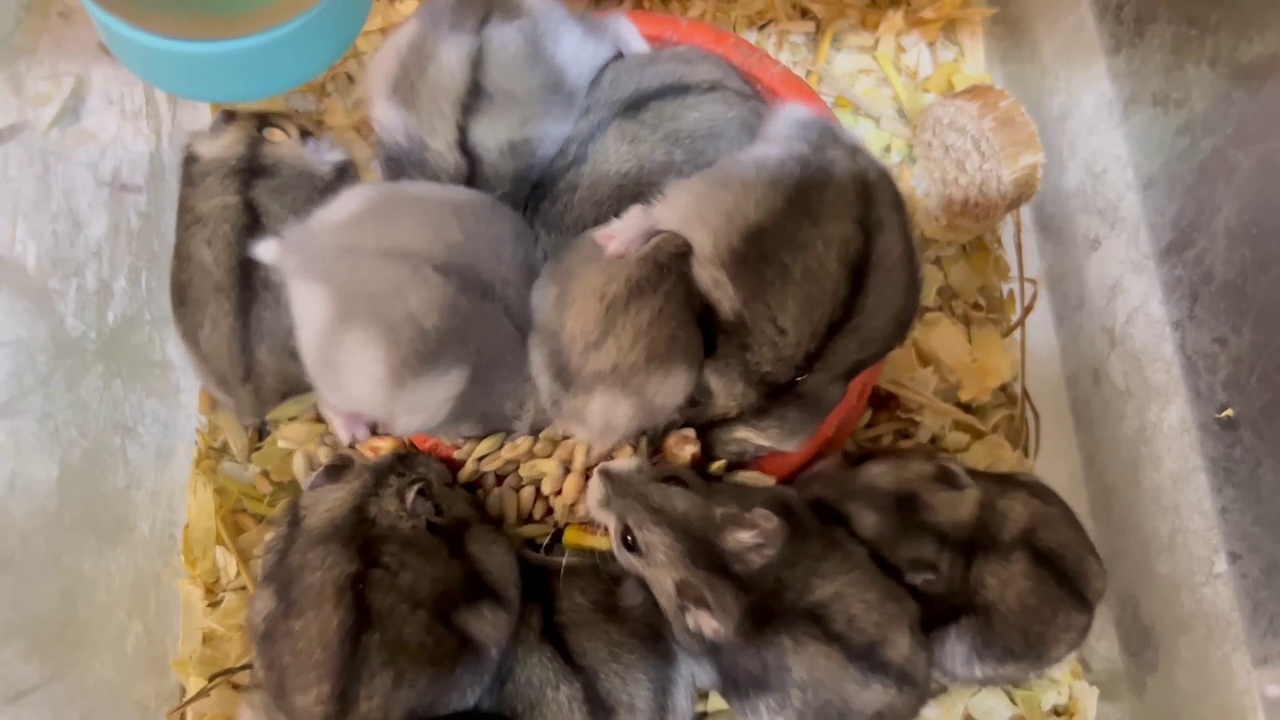 一群仓鼠从一个盘子里吃谷物。美丽的灰仓鼠视频素材
