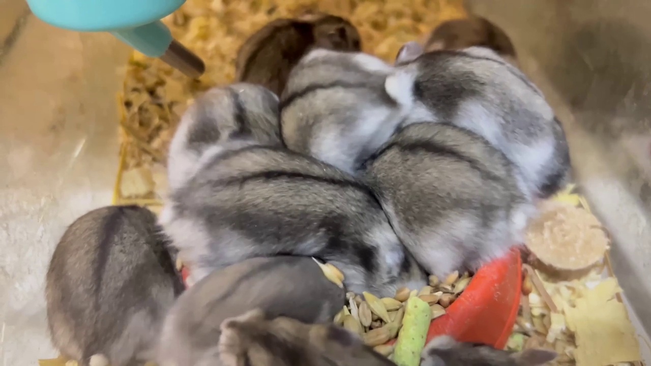 小灰仓鼠通过互相推开来吃谷物。啮齿类动物的美味食物。视频素材
