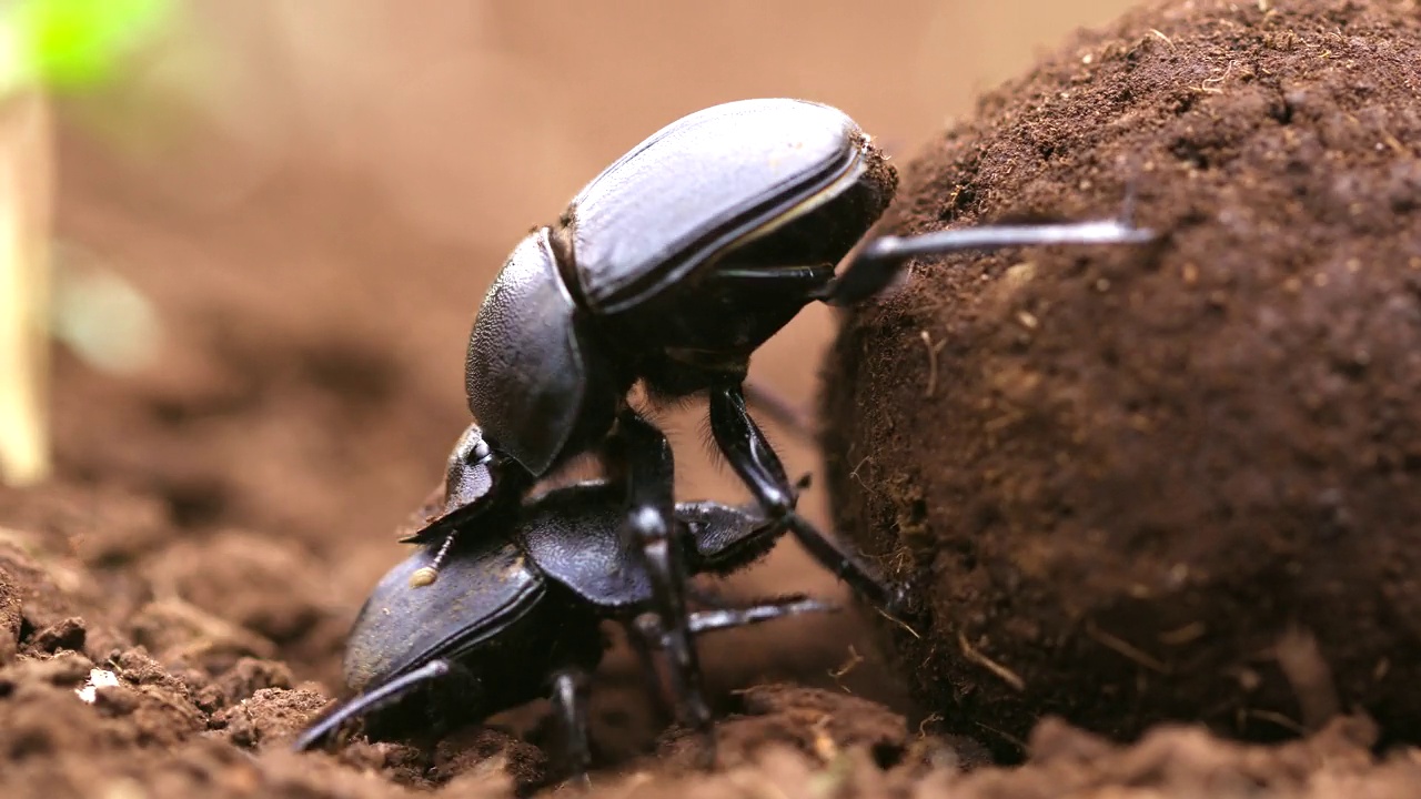 两只蜣螂在打架/塞内加尔，非洲视频素材