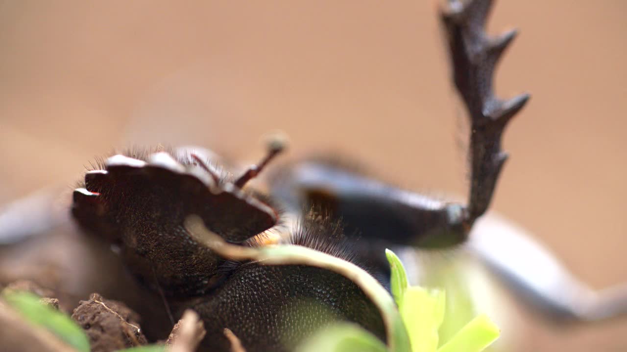 非洲塞内加尔，蜣螂再次翻转身体视频素材