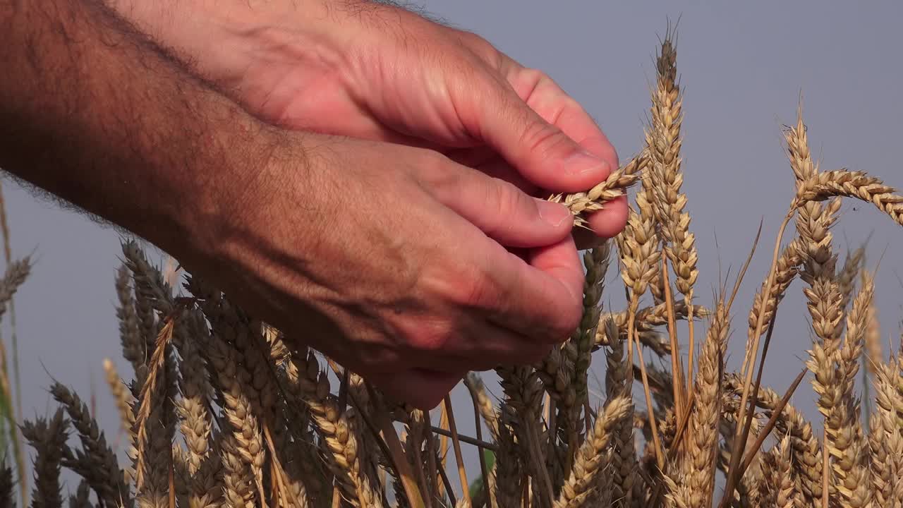 农场工人在田地里检查成熟的小麦穗，男性触摸庄稼的手特写视频素材