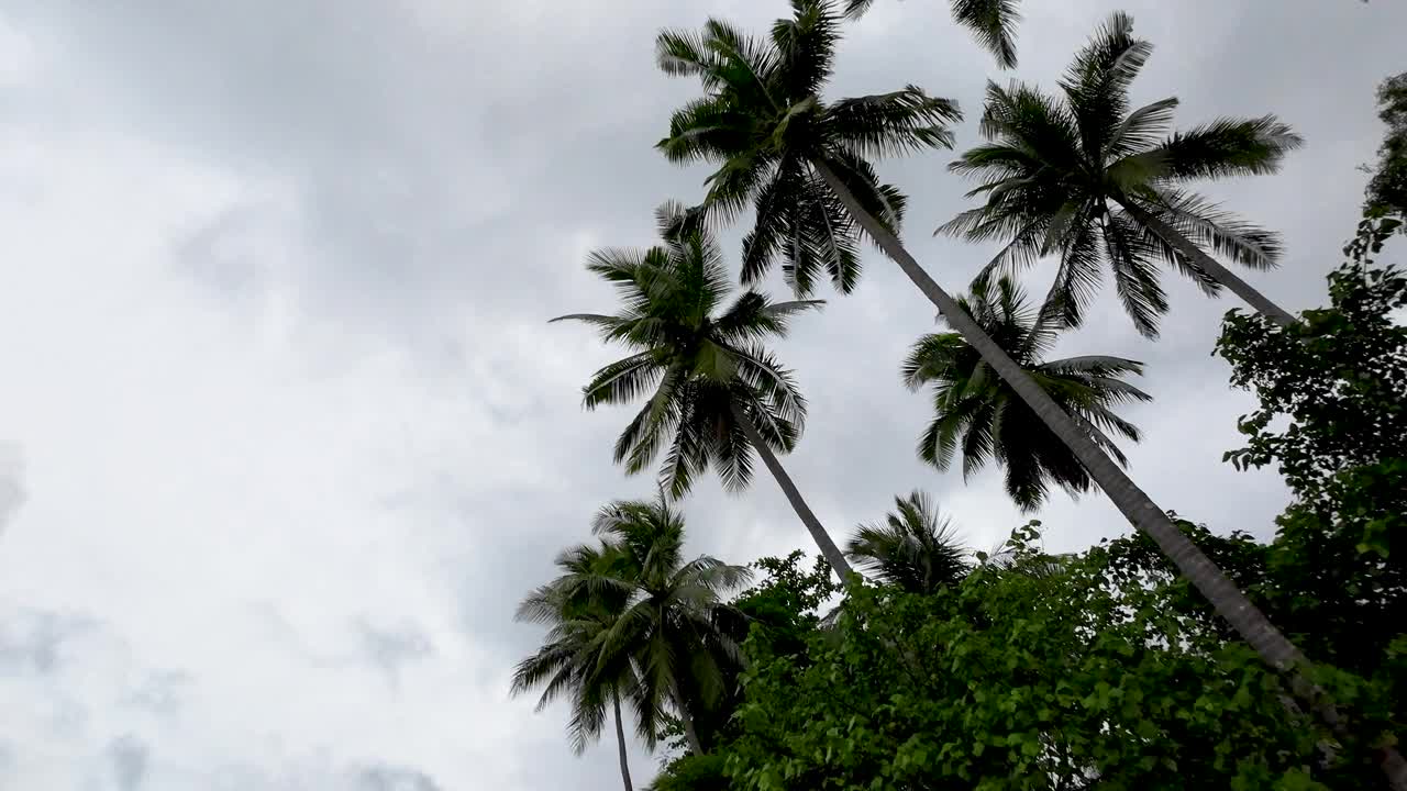 高大的热带棕榈树映衬着戏剧性的季风天空视频素材