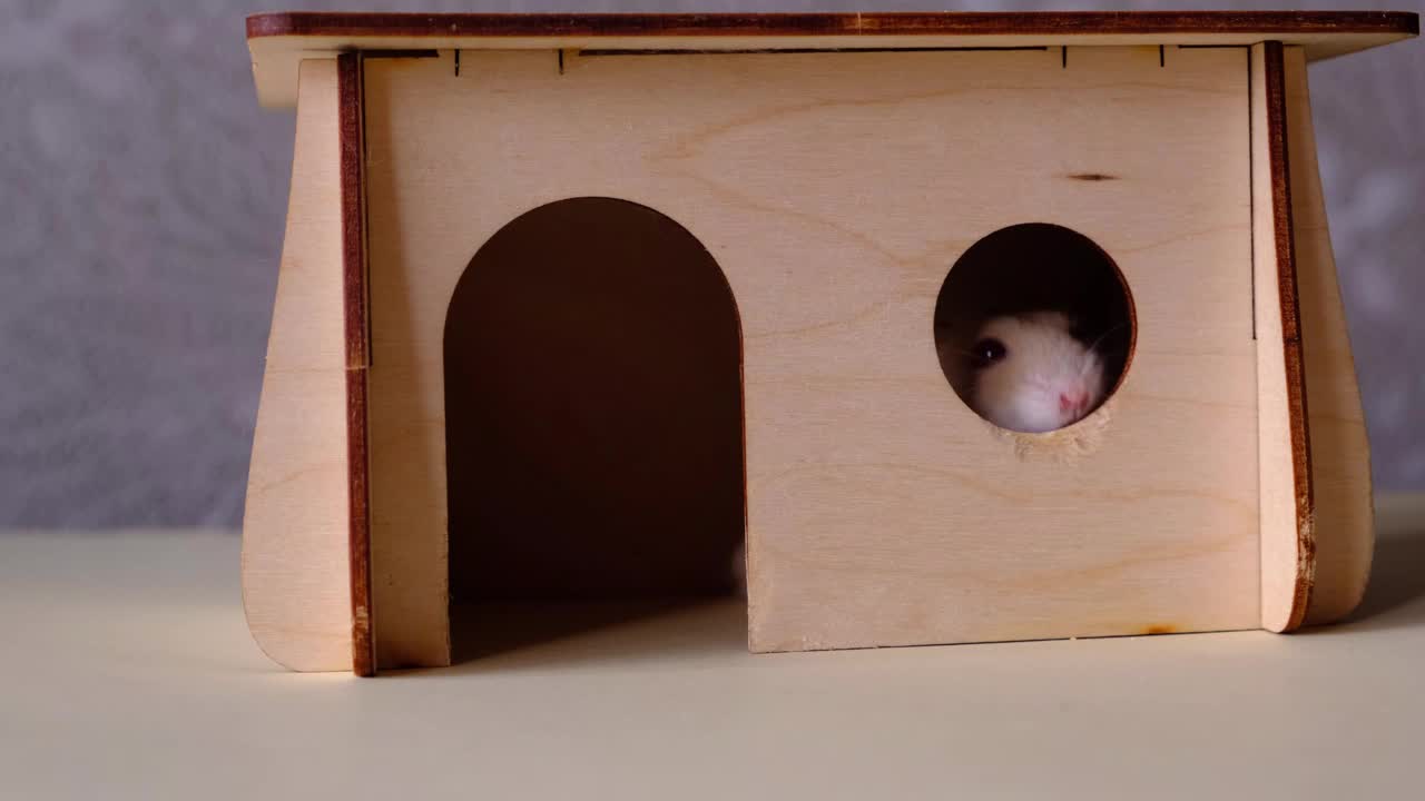一只仓鼠在木屋里进进出出视频素材
