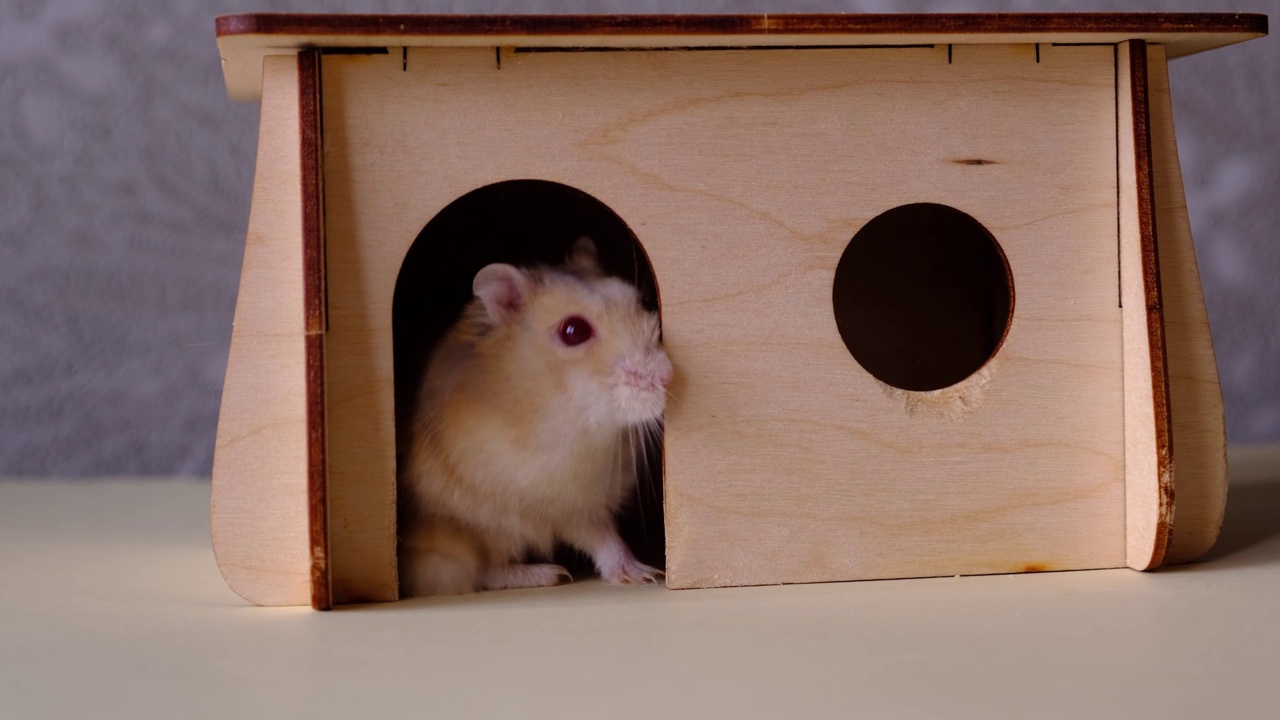 一只仓鼠在木屋里进进出出视频素材