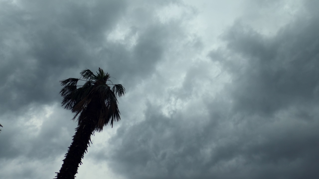 一棵高大的棕榈树的低角度剪影映衬着乌云视频素材