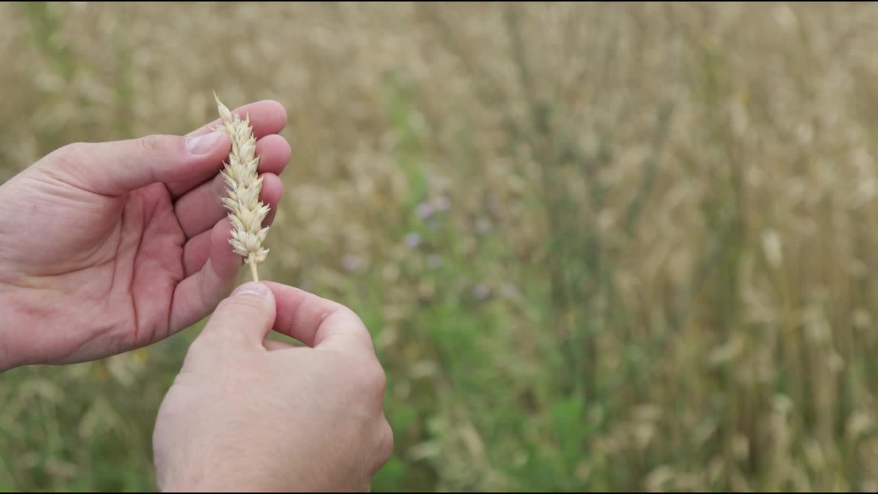 特写视频，一个无法辨认的农民手握着小麦种子头视频下载