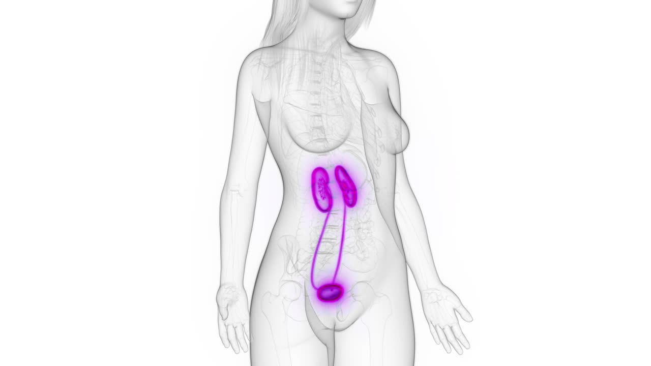 女性尿道的动画视频素材
