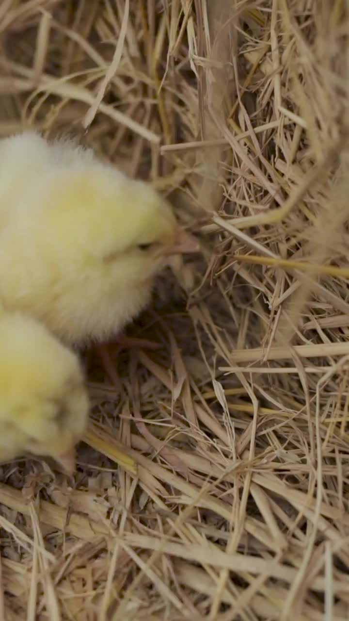 黄色小鸡在干燥的地面上奔跑的垂直视频，巢中未孵化的蛋。视频素材
