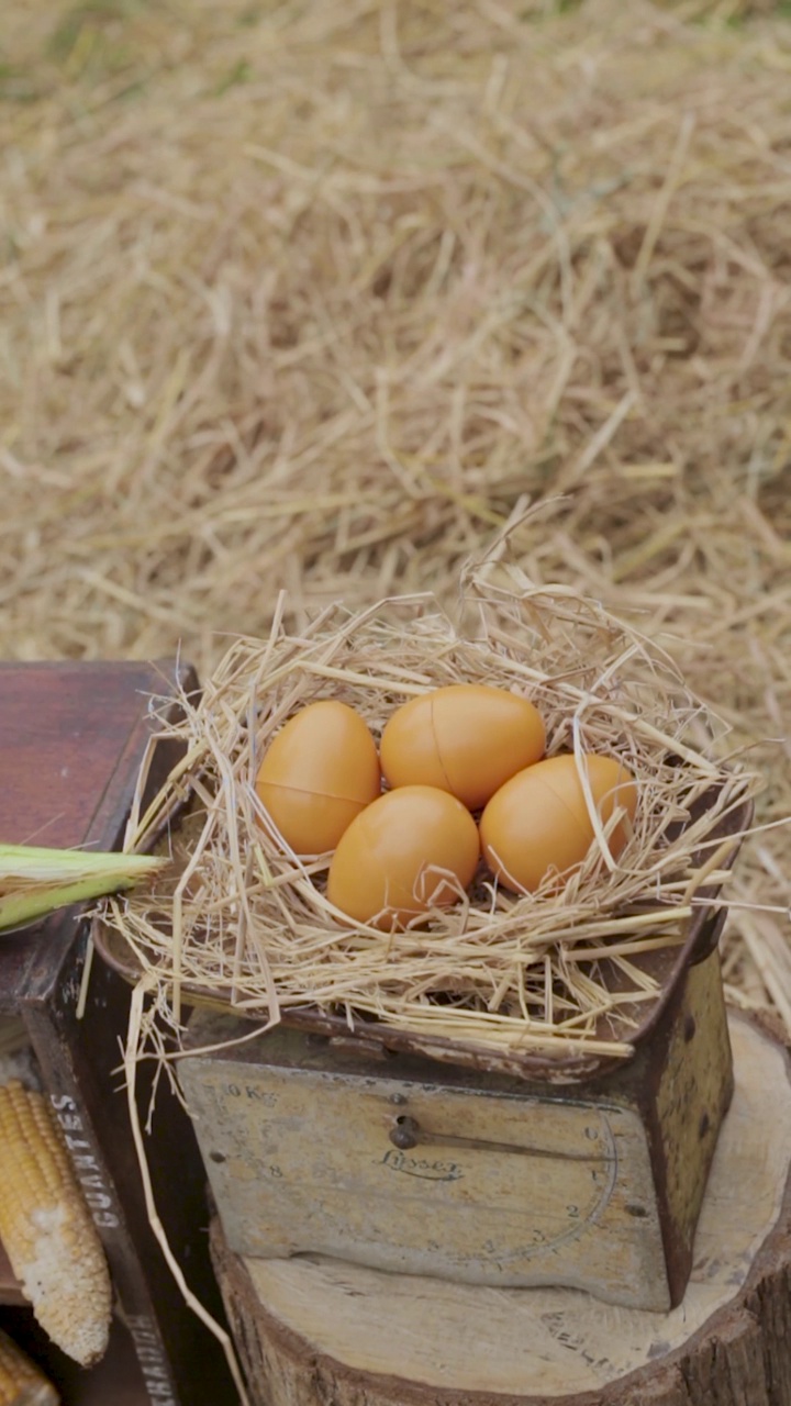黄色小鸡在干燥的地面上奔跑的垂直视频，巢中未孵化的蛋。视频下载