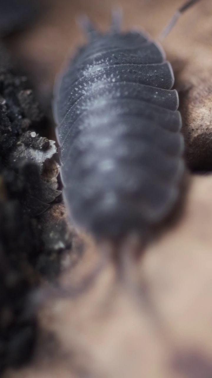 洞里的木虱虫视频下载