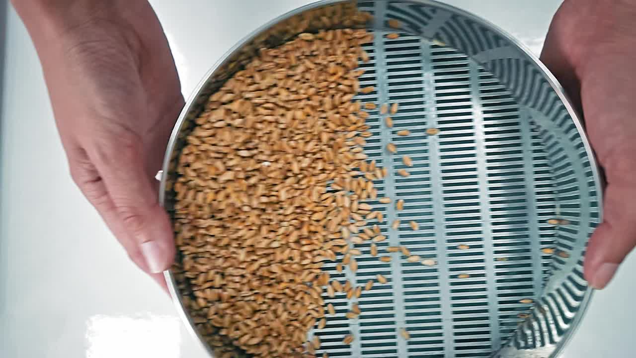 小麦粒的过滤和清洗。过滤:过滤颗粒通过筛子的缓慢运动谷物分成若干部分视频下载