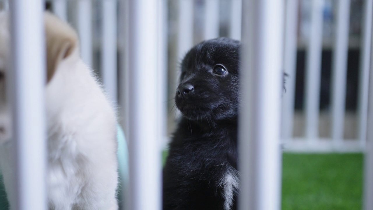 一只黄色和黑色的拉布拉多猎犬小狗呆在一个白色的板条箱里，带着怀疑和好奇看着它们的主人。视频下载