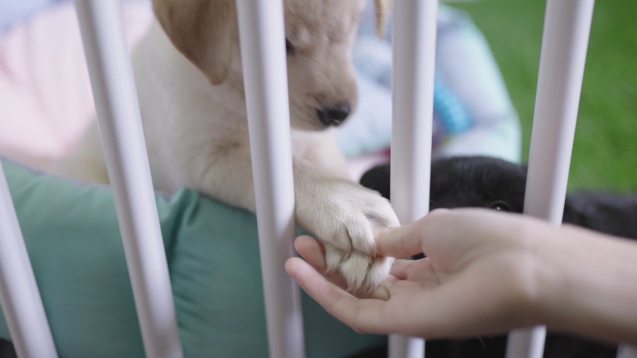 SLO MO:宠物主人的手伸向一只被关在板条箱里的黄色和黑色拉布拉多犬，和它们玩耍，而小狗试图咬和舔他的手。视频下载