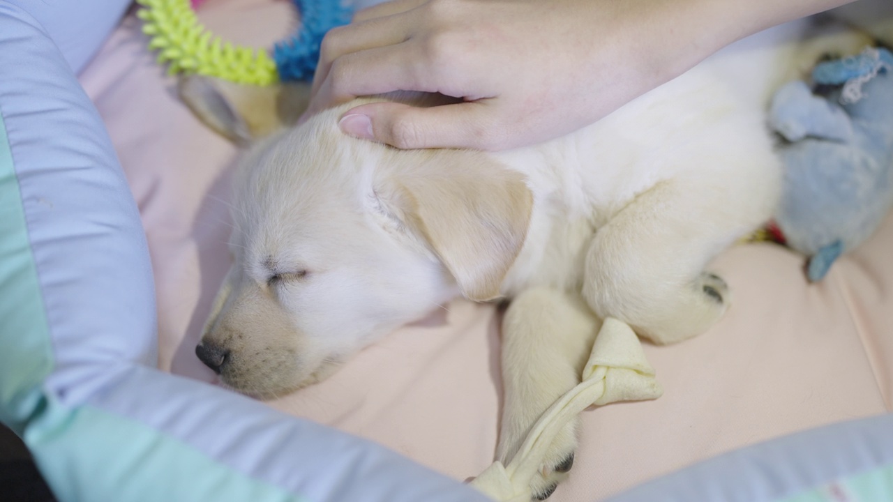 慢镜头:一只黄色的拉布拉多小狗和主人玩耍后，正舒服地躺在床上，一只人的手轻轻地抚摸着它的特写。视频下载