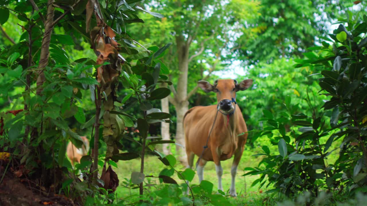 一头红牛站在印度尼西亚的热带雨林中视频下载