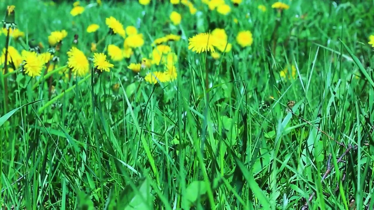 黄色的蒲公英在风中摇曳。春天田野里的野花视频下载