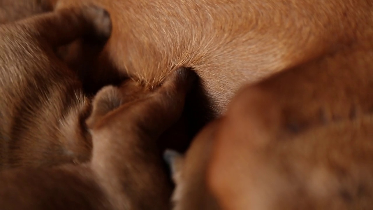 一只狗妈妈用她的牛奶喂她刚出生的棕色小狗。视频下载