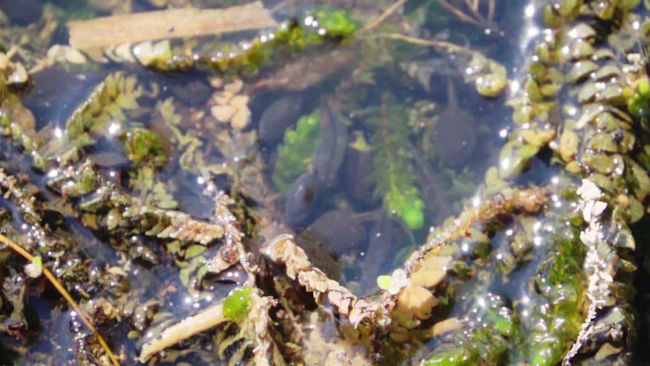 蝌蚪在池塘里游泳，慢动作视频下载
