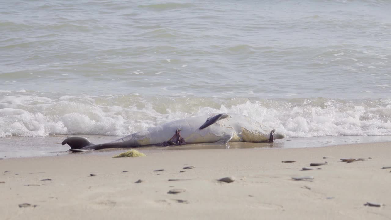海滩上的死海豚视频下载