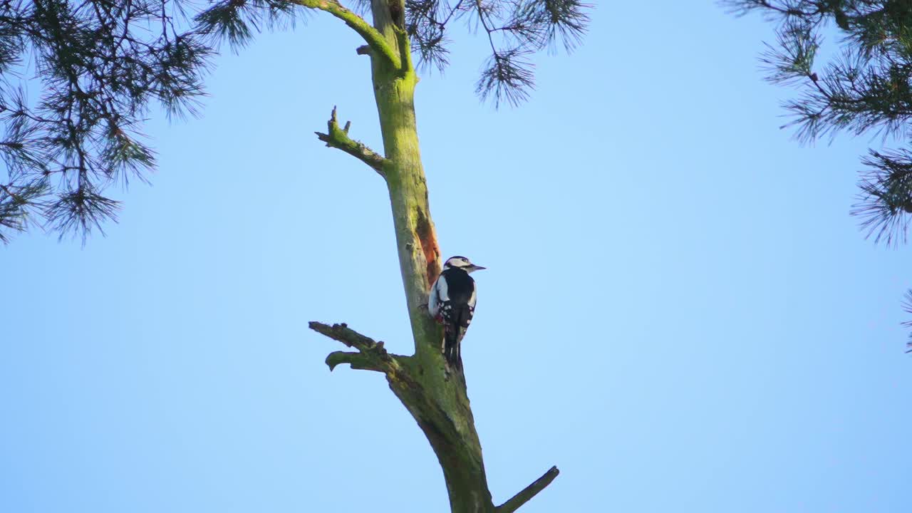 啄木鸟从树上飞离，慢动作视频下载