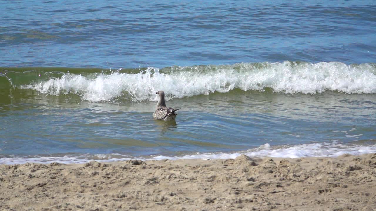 海鸥在波浪上摇摆，慢动作视频下载