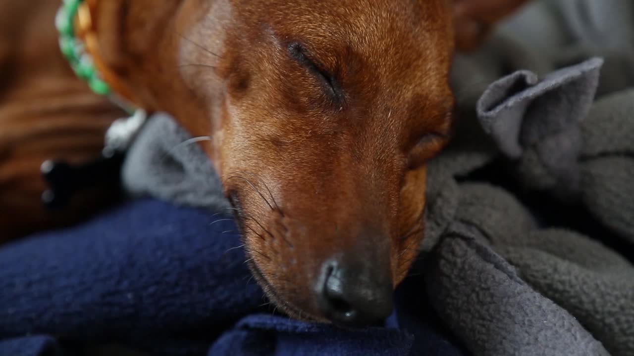 狗熟睡的脸。狗在床上休息。视频下载