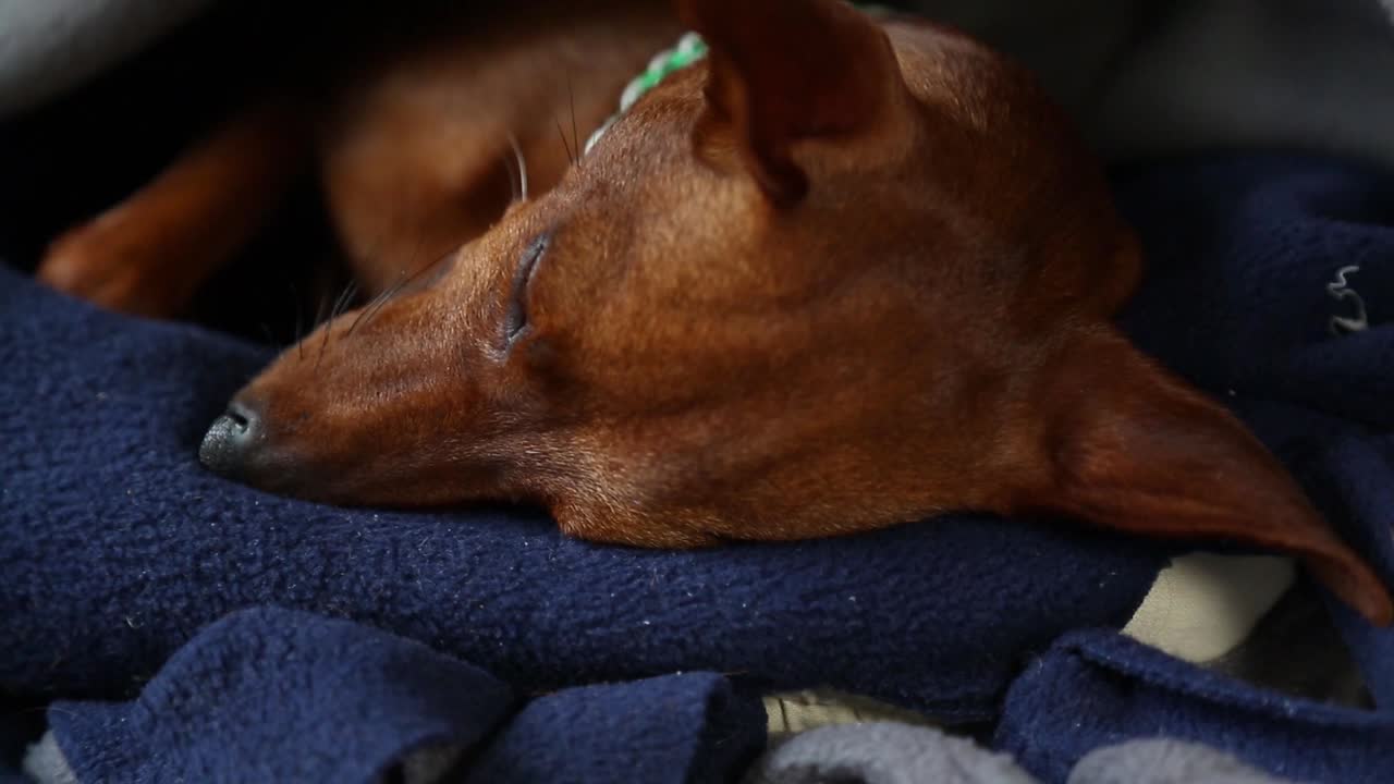 狗熟睡的脸。主人的手轻轻地盖住熟睡的狗视频下载