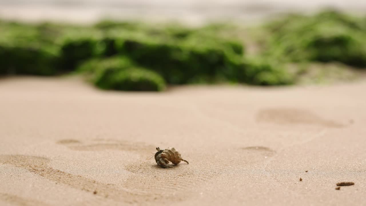 寄居蟹在沙滩上游弋，在自然生境中凿栖。沿海野生动物运动，孤独的生物觅食，海洋生态系统的组成部分，在清晰的视频捕捉。视频下载