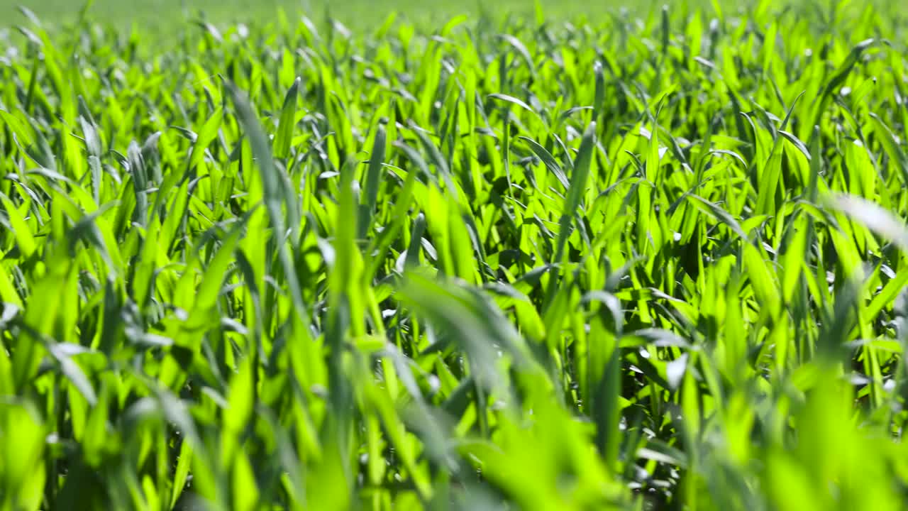 春天的农田里种着绿色的小麦视频下载