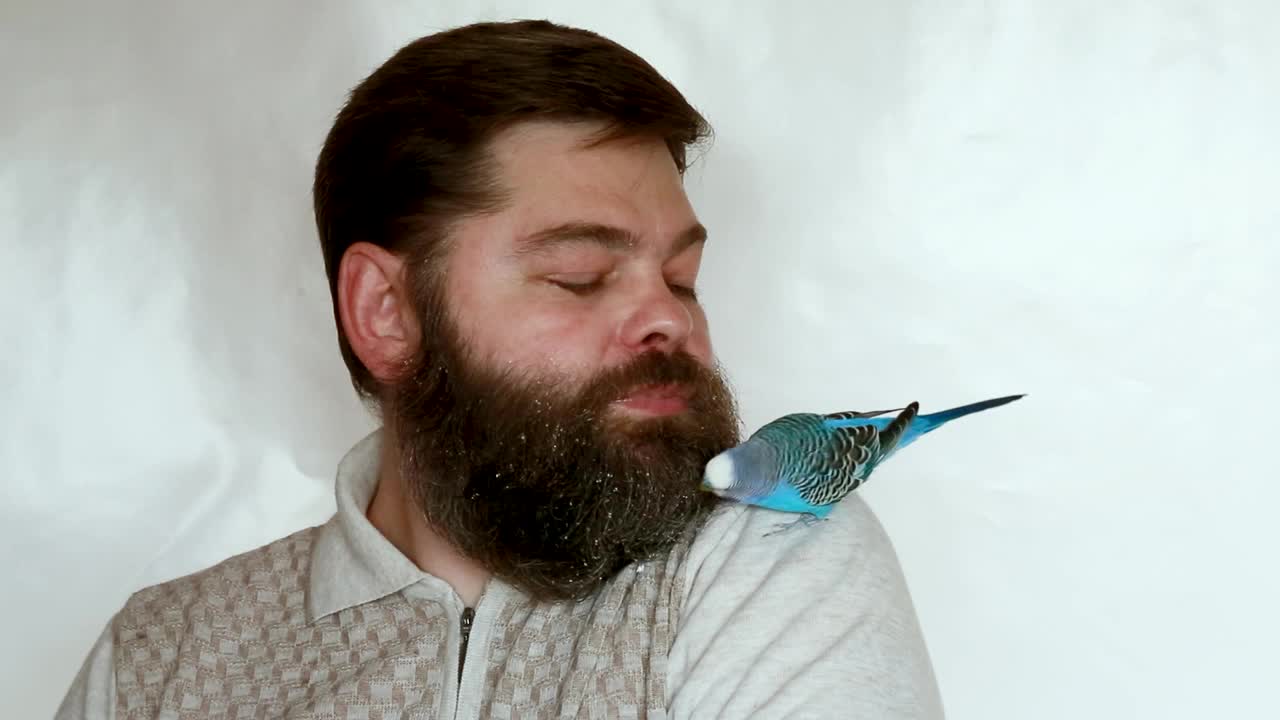 一只小鸟坐在主人的肩膀上。视频下载
