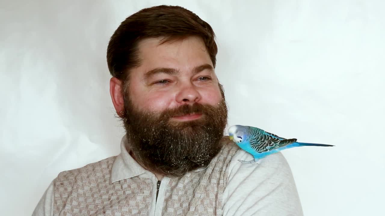 一只鹦鹉坐在主人的肩膀上，亲吻他的胡子。视频下载