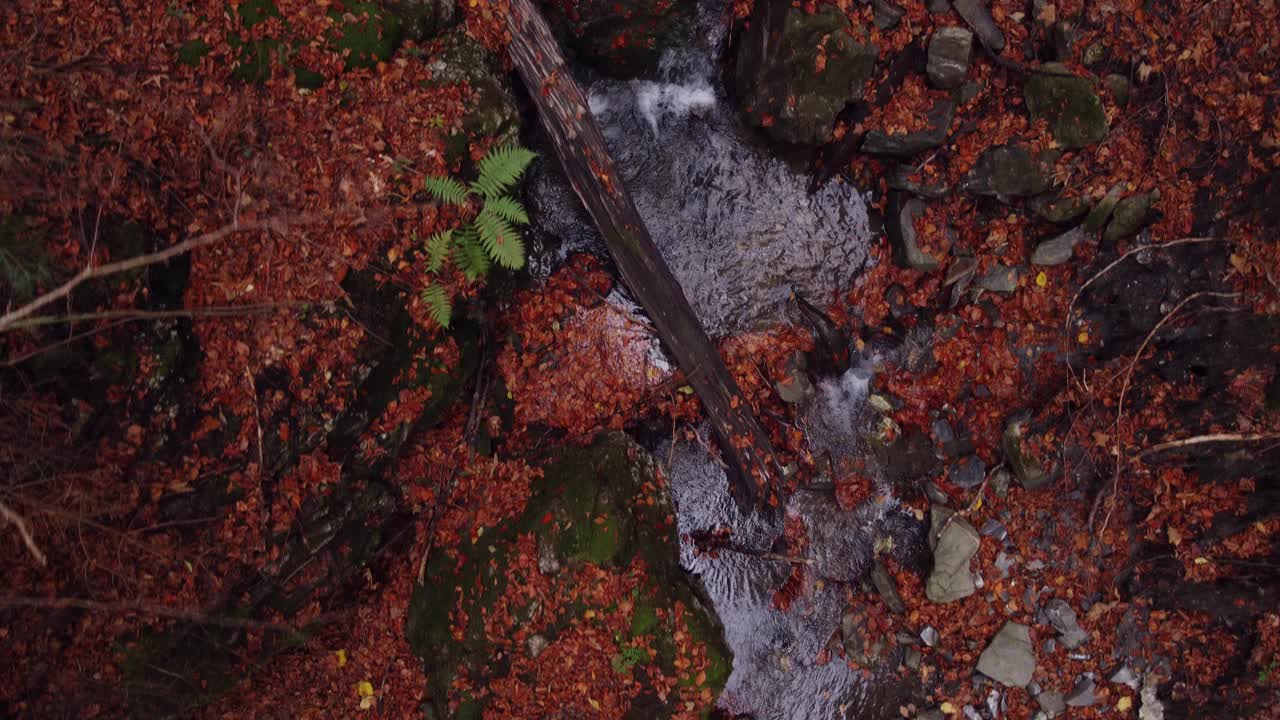 在秋天的树林里飞过。视频下载