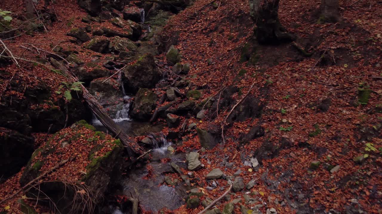 在小溪上的秋林里的树丛间飞翔视频下载