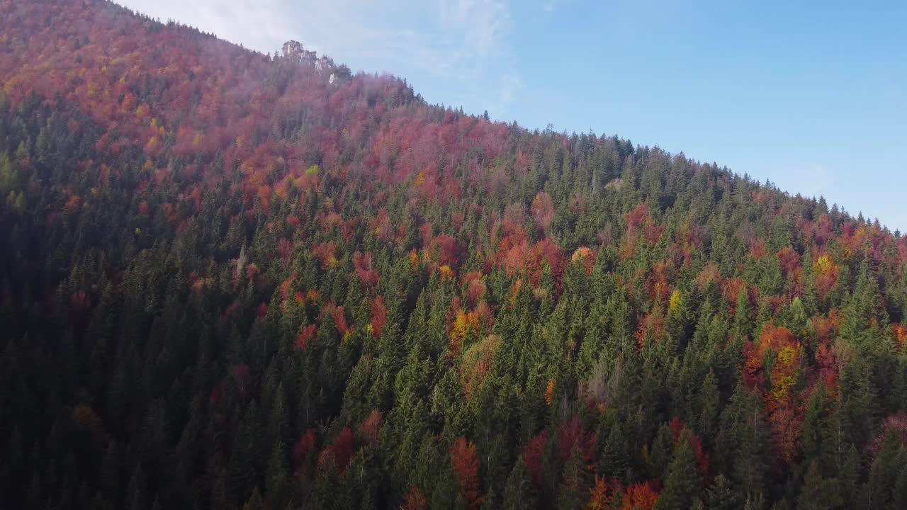 在阳光明媚的秋日早晨，低空飞过松树景观和一望无际的山林。视频下载
