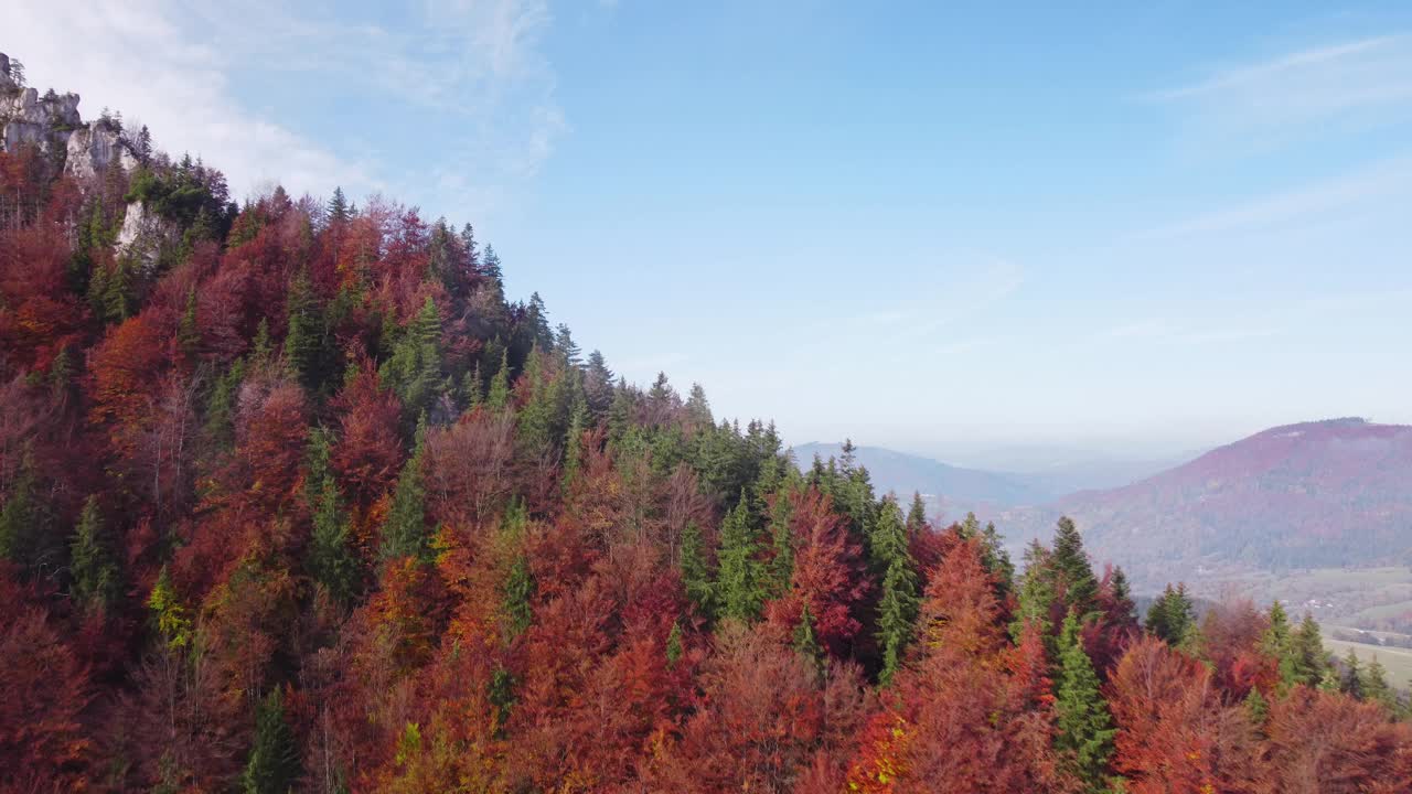 低空飞越混交林的树木，秋天五颜六色的树木，落叶和针叶树。视频下载
