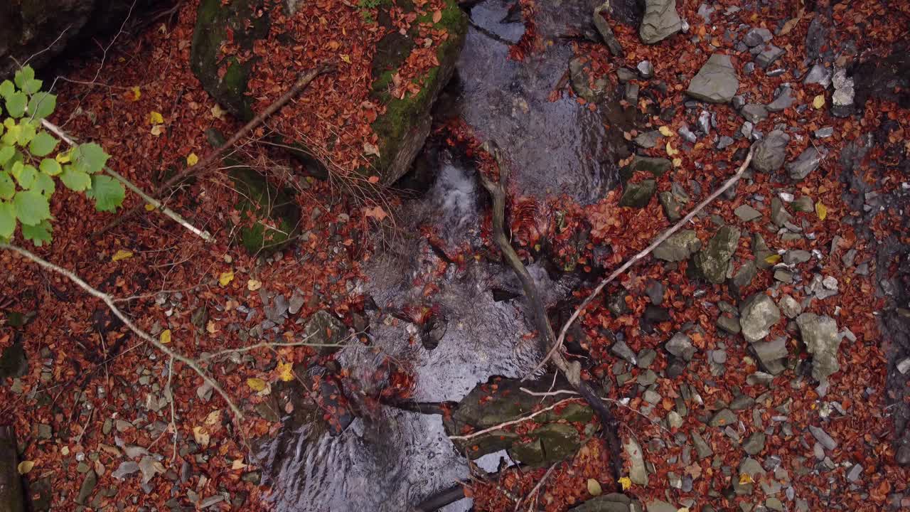 在秋天的树林里飞过视频下载