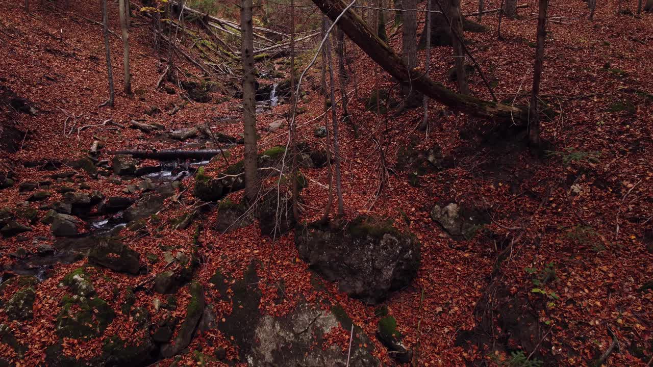 在秋天的树林里飞过视频下载